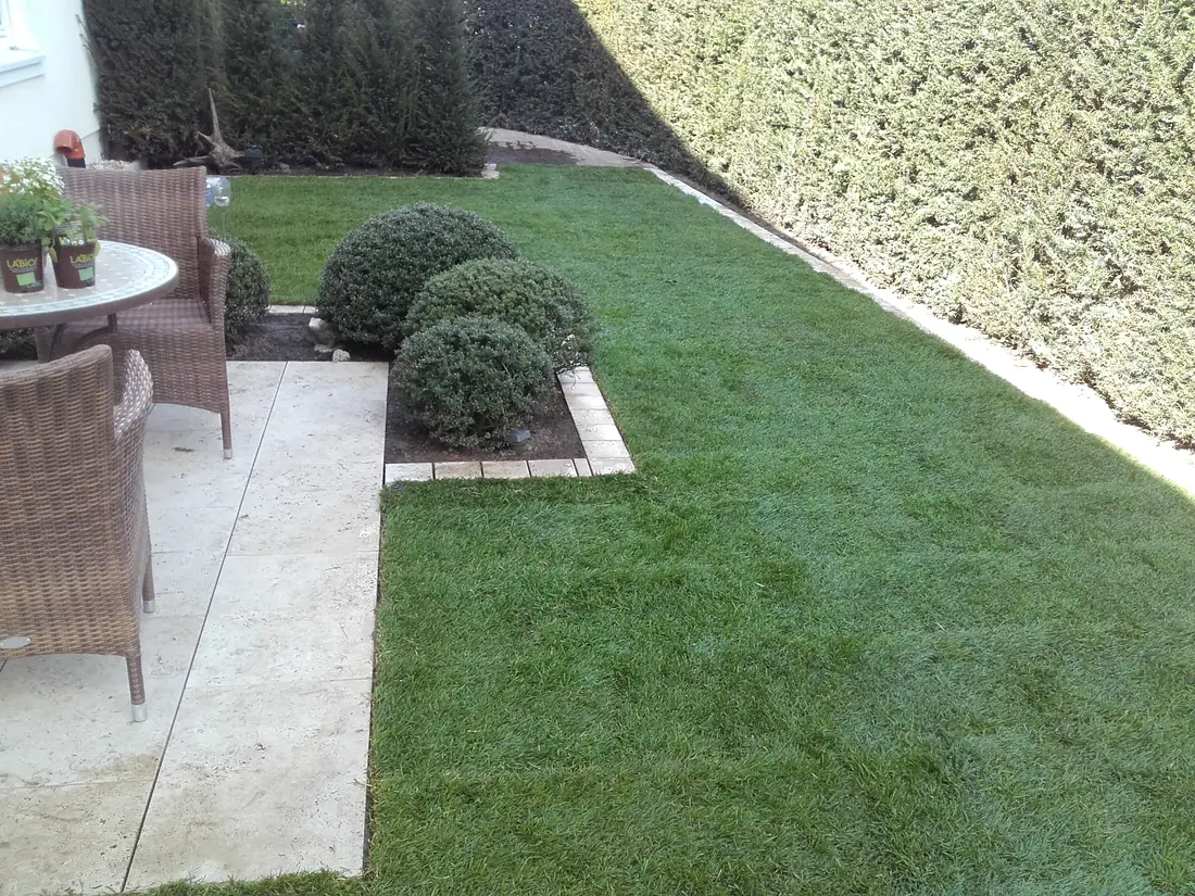 Gepflegte Rasenfläche mit Formgehölzen und angrenzender Terrasse